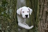 DOGUE ARGENTIN 326